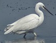 Kleinezilverreiger220403A
