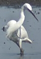 Kleinezilverreiger220403C