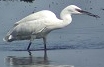 Kleinezilverreiger220403
