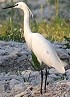 Kleinezilverreiger240604