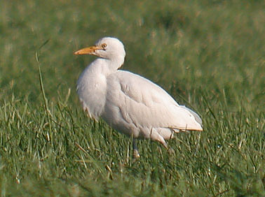 Koereiger081205