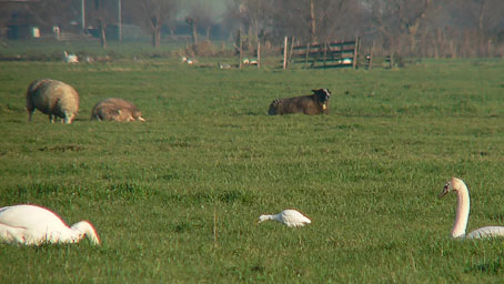 Koereiger081205D