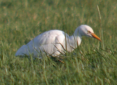 Koereiger081205G