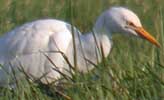 Koereiger081205G