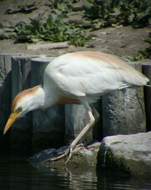 Koereiger170603