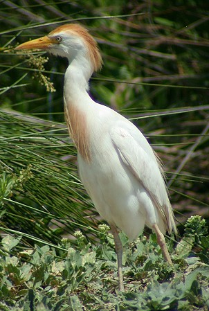 Koereiger170603A