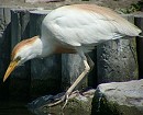 Koereiger170603