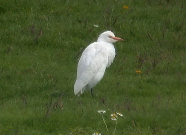 Koereiger230806