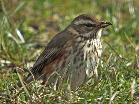 Koperwiek060306