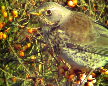 Kramsvogel030102