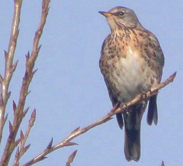 Kramsvogel040205A