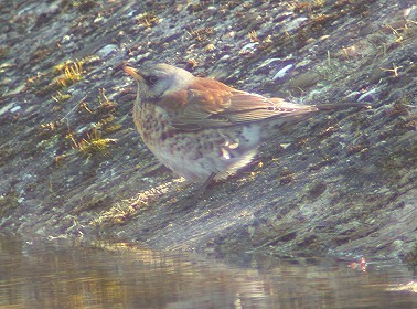 Kramsvogel200203