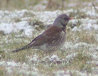 Kramsvogel310103