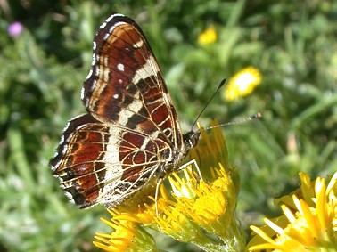 Landkaartje150703