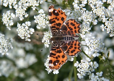 Landkaartje160503