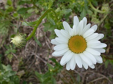 Margriet020503