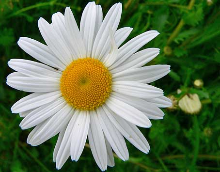 Margriet060505