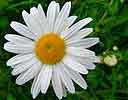 Margriet060505