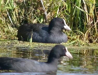 Meerkoeten250804