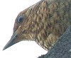 Merel_juv030504