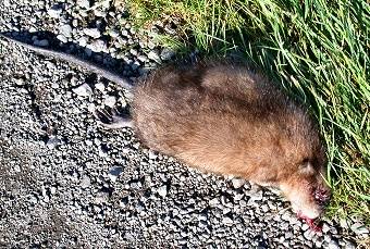 Muskusrat120902