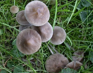 Mycena_spec121003