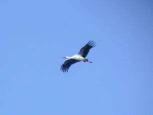 Ooievaar160103