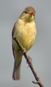 Orpheusspotvogel010703E