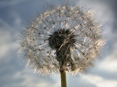 Paardenbloem090503