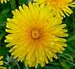 Paardenbloem220405