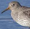 Paarsestrandloper080208