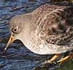 Paarsestrandloper171106A