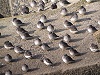Paarsestrandlopers241104