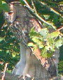 Ransuil220704A