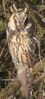 Ransuil_licht250203