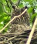 Ransuil_nest210502