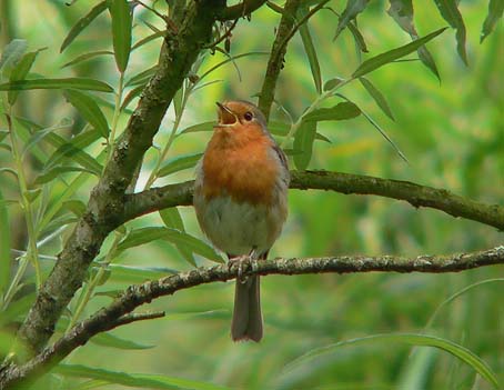 Roodborst050705