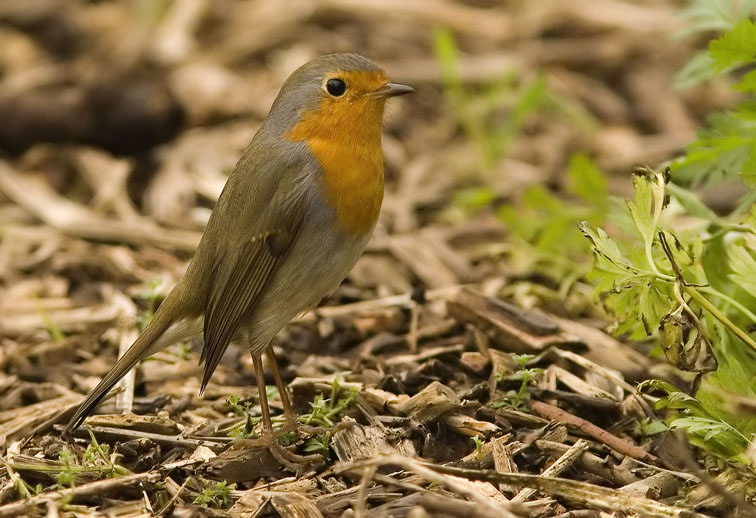 Roodborst141206A