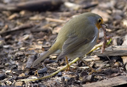 Roodborst181206