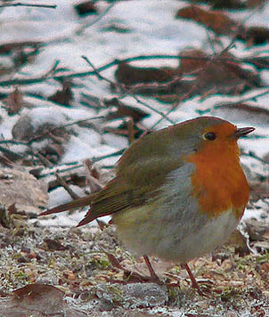 Roodborst291205
