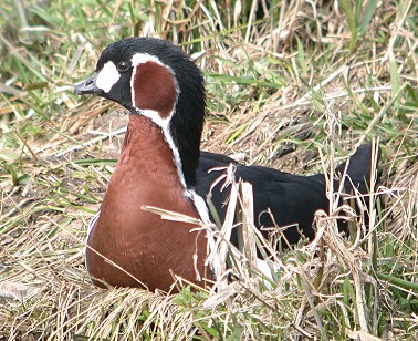 Roodhalsgans010404