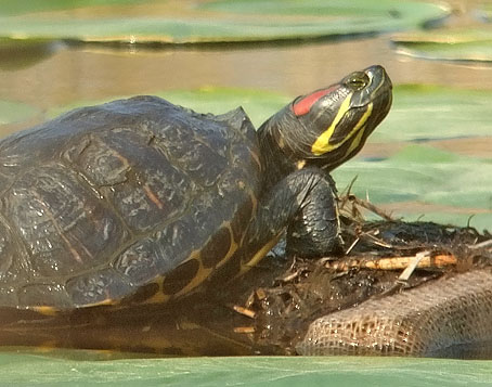 Roodwangschildpad090506