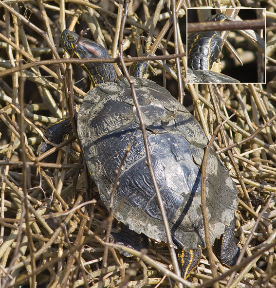 Roodwangschildpad310308