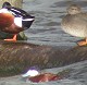 Rossestekelstaart_slobeenden_krakeend090204