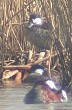 Rossestekelstaarten_nest260303
