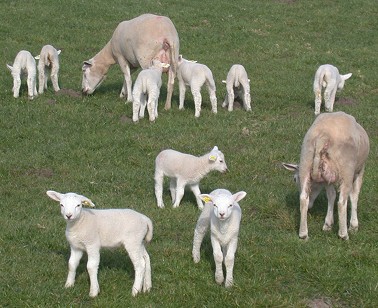 Schapen170304