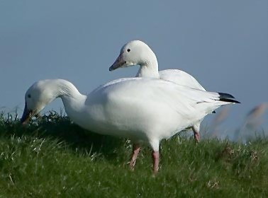 Sneeuwganzen211004