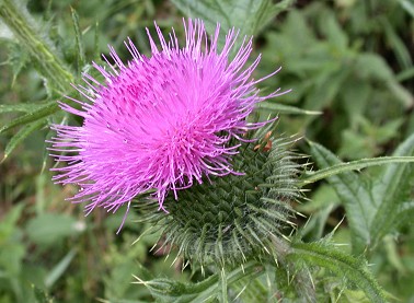 Speerdistel040703