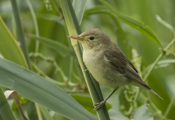 Spotvogel050707