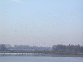 Starrevaart_vogels101103